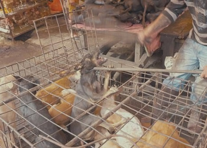 ‘ag亚娱官网’比PS大法好：谷歌发明批量自动去水印算法