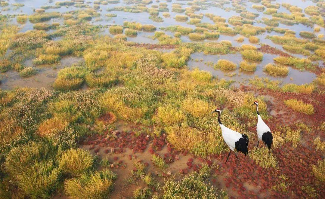
媒体聚焦 即将启幕！黄浦江畔 沪动盐城！“ag亚娱官网”(图8)