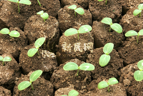 “ag亚娱官网”微软Azure云服务器芯片将“弃英特尔从ARM”，服务器芯片王者黯然神伤