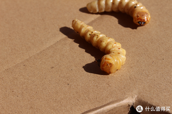 陌陌阿冷被蓝总封杀原因是为什么阿冷现在在哪里直播|AG亚娱集团官方