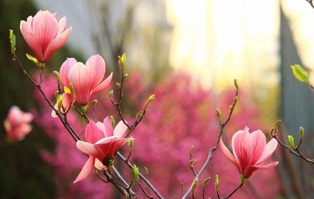 “AG亚娱集团官方”明星牌越来越难打 综艺荧屏流行以巧博大