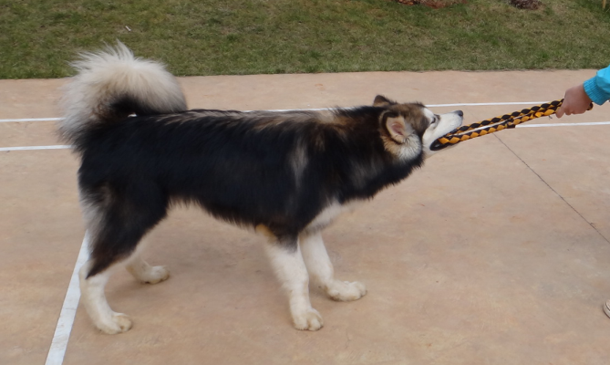 AG亚娱集团：
首选赋能平台：考取全媒体运营师证后可以从事哪些事情！一文详解